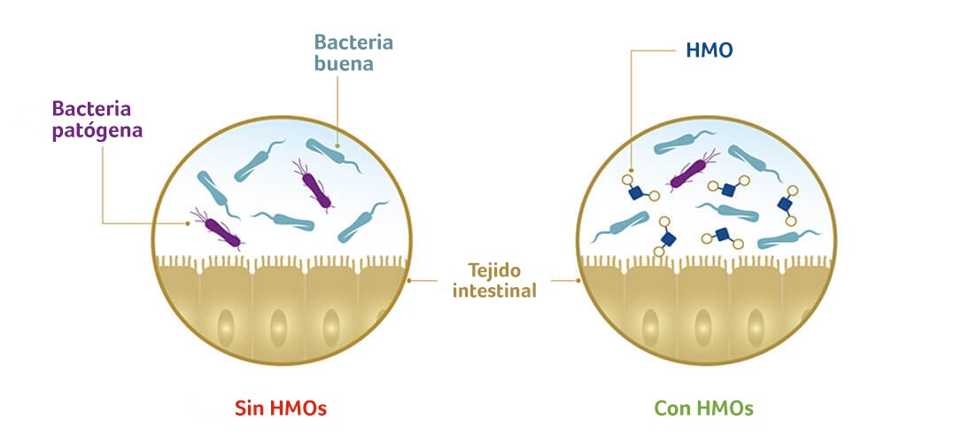 Los HMOs promueven el crecimiento de las bacterias buenas