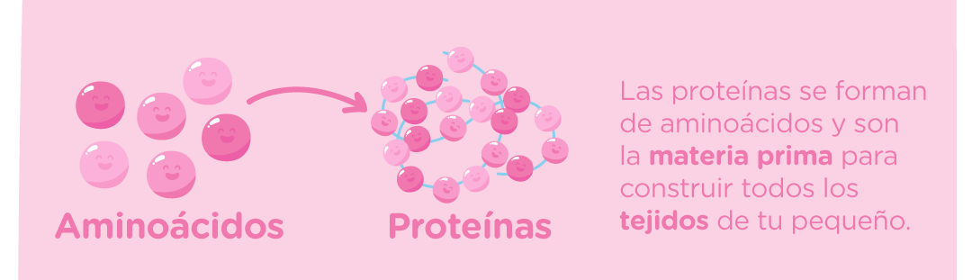 Conoce sobre los aminoácidos y las proteínas