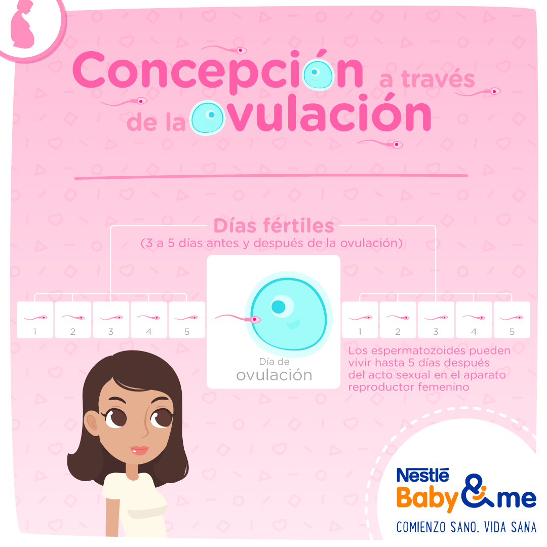 Concepción a través de la ovulación