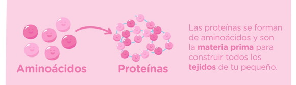 Qué son las proteínas
