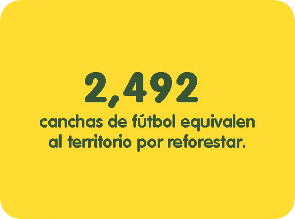 2,492 canchas de fútbol equivalen al territorio por reforestar.